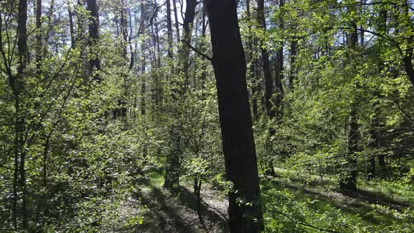 Green Forest During the Day Aerial View