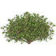 Game Ready Plant Bush 01 - 3DOcean Item for Sale