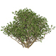 Game Ready Plant Bush 02 - 3DOcean Item for Sale