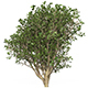Game Ready Plant Bush 03 - 3DOcean Item for Sale