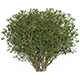 Game Ready Plant Bush 04 - 3DOcean Item for Sale