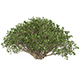 Game Ready Plant Bush 05 - 3DOcean Item for Sale