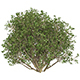 Game Ready Plant Bush 06 - 3DOcean Item for Sale