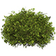 Game Ready Plant Bush 07 - 3DOcean Item for Sale