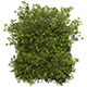 Game Ready Plant Bush 10 - 3DOcean Item for Sale