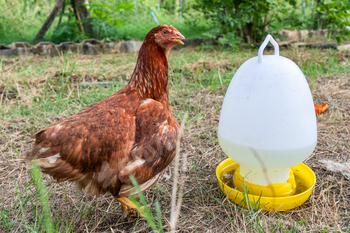 Brown layer chicken standing with tray feed