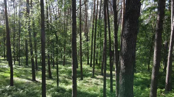 Beautiful Green Forest on a Summer Day Slow Motion