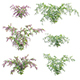 Deutzia Plants – Japanese Snow Flower - 3DOcean Item for Sale