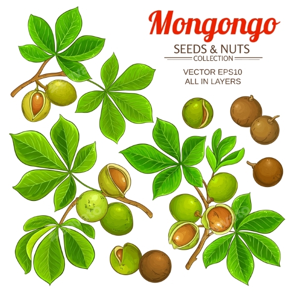 Mongongo Branches Vector Set on White Background