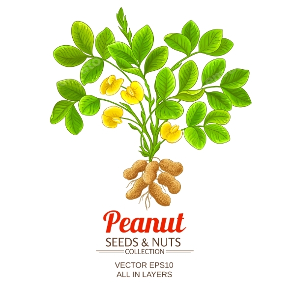 Peanut Plant Vector Illustration