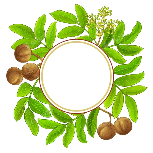 Andiroba Branches Vector Frame on White Background