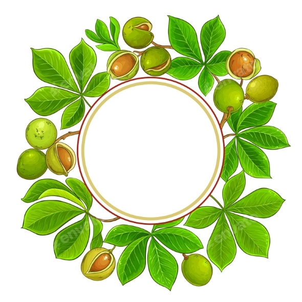 Mongongo Branches Vector Frame on White Background