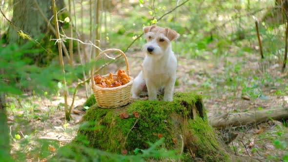 A Dog of the Jack Russell Terrier Breed Sits on a Stump in the Forest