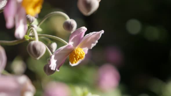 Slow motion Japanese anemone hybrida flower shallow DOF video