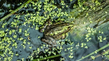 Frog on the drowned tree with moss