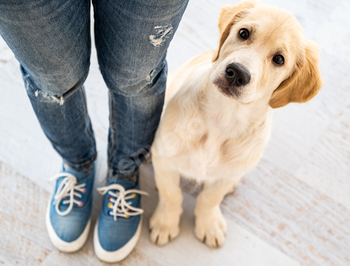 Golden retriever next to legs