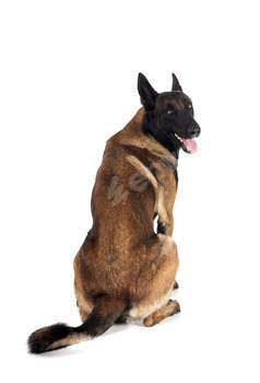 malinois in studio