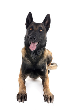 malinois in studio