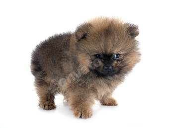 puppy pomeranian in studio