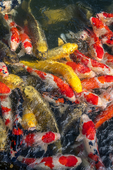 School of Colorful Koi