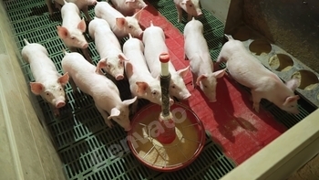 Farmer feeding piglets at pig farm