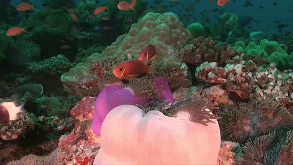 Two pink skunk anemonefish (Amphiprion perideraion) in colorful sea anemones on coral reef