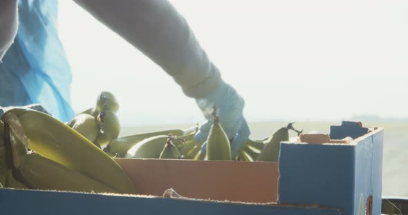 Workers washing bananas in water before packing during harvest