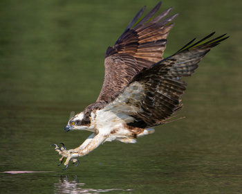 Osprey Ready to take a Fish