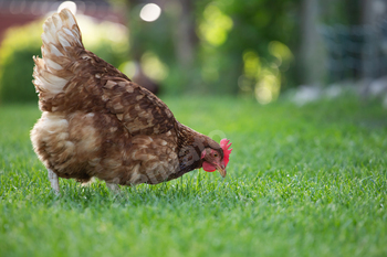 Hens grazing on grass in a free range organic farm