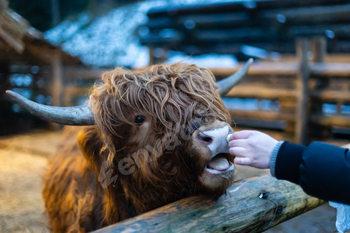 Young girl feeding sheep and a goat in the a farm.