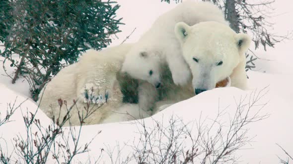 Medium shot of a Polar Bear cub playing with a sow as the other cub sleeps against her side.