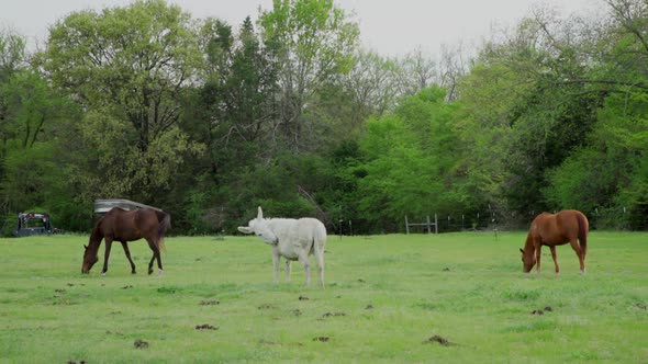 This is a wide shot of 2 horses and a white donkey eating grass at a Ranch.