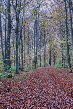 The beauty of autumn