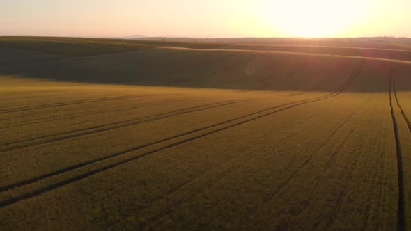 Rolling hills with wheat crop at sunrise, aerial drone view