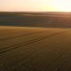 Rolling hills with wheat crop at sunrise, aerial drone view - VideoHive Item for Sale