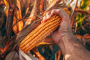 Farm worker handpicking ripe corn ear in agricultural field, closeup of hand