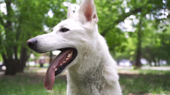 White German Shepherd Dog in the Park