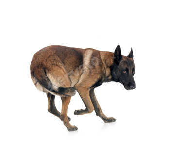 malinois in studio