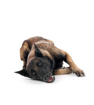 malinois in studio