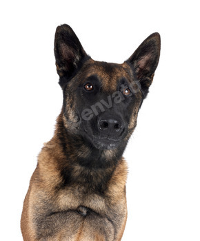 malinois in studio