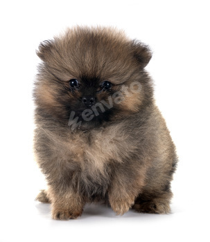 puppy pomeranian in studio