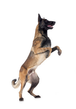 malinois in studio