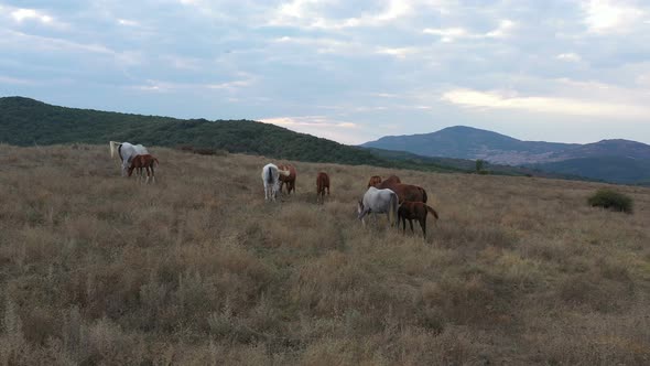 A Herd Of Horses Shot With A Drone In The Wild 9