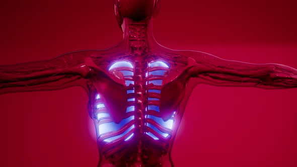 Science Anatomy Scan of Human Lungs