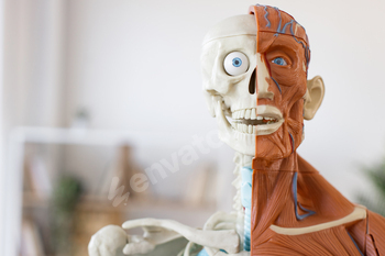 Human anatomical model showing muscles and skeleton