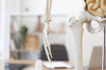 Human skeleton model in medical office setting