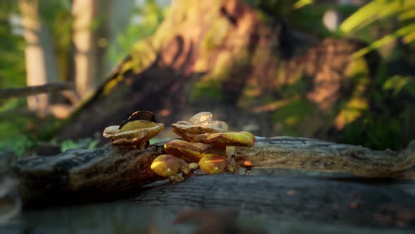 Mushrooms in the forest and mud. 4K cinematic