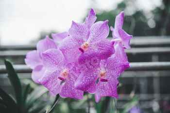 orchids beautiful flowers blooming in spring decorate the beauty of nature