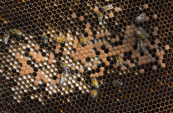 close-up on bee honeycombs filled with bee larvae or empty