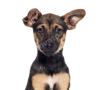 Head shot of a Young Royal Bourbon dog , isolated on white